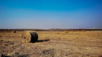 Winzinator Cazino Cazinou Aplicație mobilă